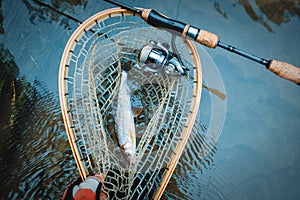 Grayling caught in landing net. Fishing for grayling