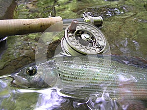 Grayling on fly photo