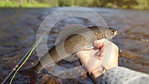 Grayling in the hand of an angler. Caught on a fly in a wild river