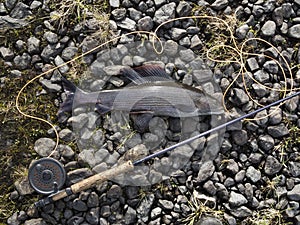 Grayling from Sweden 50 cm