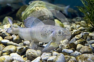 Grayling Thymallus arcticus pallasi - amazing sports fish
