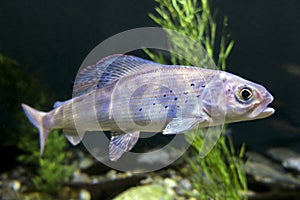 Grayling Thymallus arcticus pallasi - amazing sports fish photo