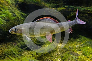Grayling, Thymallus thymallus - a freshwater fish