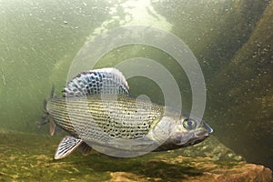 Underwater photography Grayling Thymallus thymallus