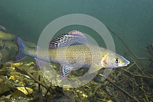 Grayling Thymallus thymallus underwater