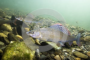 Grayling Thymallus thymallus underwater photography