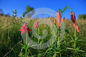 Grays Lily Cluster Roan Mountain TN Appalachian Trail