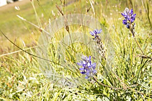 Grays Lupine wildflowers, Tuolumne Meadow, Yosemite National Par