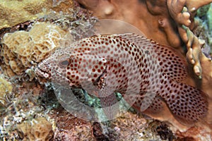 Graysby on Caribbean Coral Reef