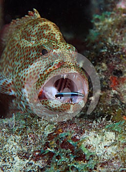 Graysby and Neon Goby photo
