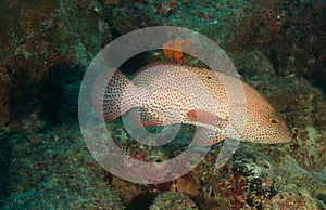 Graysby on a reef