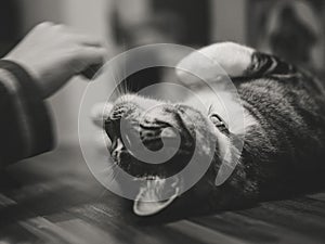 Grayscale of a cat resting lazily on a tiled floor, playing with a human