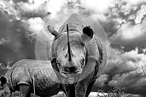 Grayscale closeup of a black rhinoceros grazing in the savanna. Diceros bicornis.