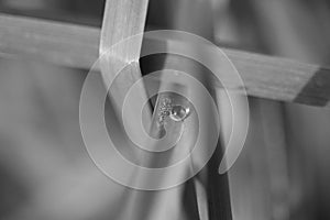 Grayscale closeup shot of a ingle water droplet on a leaf