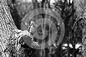 Grayscale closeup shot of the tree trunk