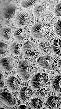 Grayscale of a coral. Marine life. Geometric patterns of nature and life.