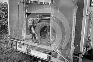 Grayscale of a cute wet hunting dog in a car