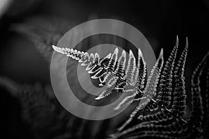 Grayscale of the Fern (Tracheophyta) leaves on the blurred background photo