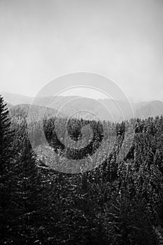 Grayscale of fog rolling in over a dense Pacific Northwest forest.