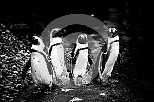 grayscale of four penguins stand in a row on a rocky beach with a blurry background