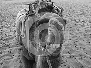 Grayscale front view of a camel smiling at the camera