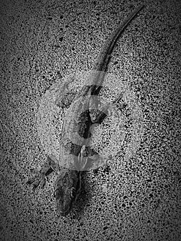 Herpetophobia crawling on sand wall texture