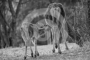 Grayscale of a mother deer breastfeeding her fawn at the National Park of Monfrague, Spain photo