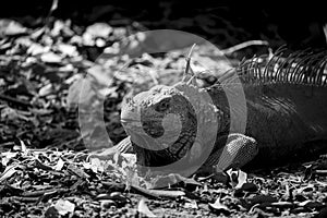 Grayscale picture of an Iguana resting after eating at \