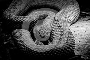 Grayscale of a pit viper (Crotalinae)