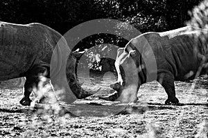 Grayscale of rhinos (Rhinocerotidae) fighting in a forest