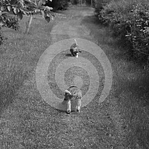 Grayscale selective focus of two basset hounds playing