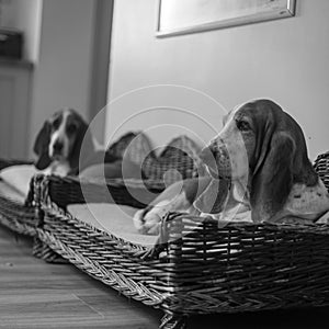 Grayscale selective focus of two basset hounds sitting