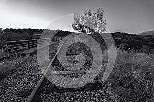Grayscale shot of abandoned railway tracks of an old railway line