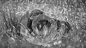 Grayscale shot of an African buffalo lying in a field in Masai Mara, Kenya