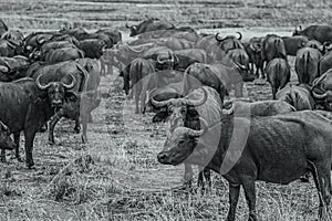 Grayscale shot of the African buffalos. Safari in Mikumi National Park, Tanzania.