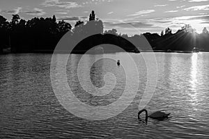 Grayscale shot of a beautiful calm lake with a swan in Loire-Atlantique, France