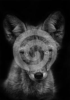 Grayscale shot of a beautiful fox with bright eyes isolated on black background