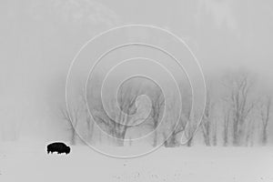 Grayscale shot of a bison in a snowy field on a foggy day