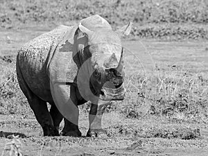 Grayscale shot of a Black rhinoceros wandering in the savannah