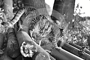 Grayscale shot of a cat walking on wooden logs, outd