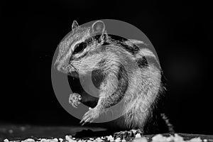 Grayscale shot of a cute chipmunk eating nuts against a dark background