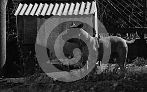 Grayscale shot of a  cute pitbull on the ground