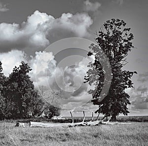 Grayscale shot of dead and live trees in a field against cloudy sky