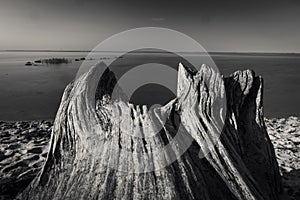 Grayscale shot of a dead tree stump on the deserted beach