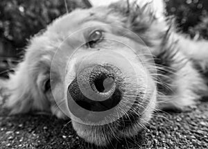 Grayscale shot of a dog lying on the ground.