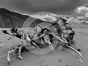 Grayscale shot of driftwood washed ashore at a beach in Oregon under a bright cloudy sky