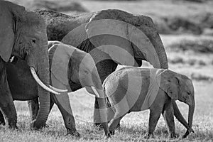 Grayscale shot of elephants in Amboseli National Park in Kenya