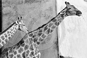 Grayscale shot of a family of giraffes side-by-side in a zoo or safari park