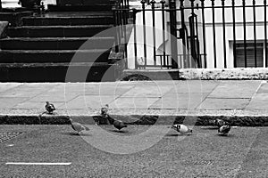 Grayscale shot of a flock of pigeons on a road