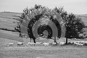 Grayscale shot of the flock of sheep. Tuscany, Italy. The countryside landscape.
